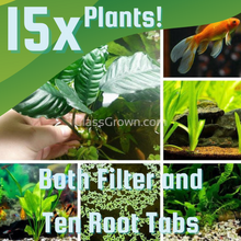 Load image into Gallery viewer, Goldfish Plant Bundle (5 plants)-Aquatic Plants-Glass Grown-Triple Pack (15 Plants)-Both Please!-Glass Grown Aquatics-Aquarium live fish plants, decor
