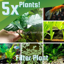 Load image into Gallery viewer, Goldfish Plant Bundle (5 plants)-Aquatic Plants-Glass Grown-Single Pack (5 Plants)-Filter Plant Only.-Glass Grown Aquatics-Aquarium live fish plants, decor
