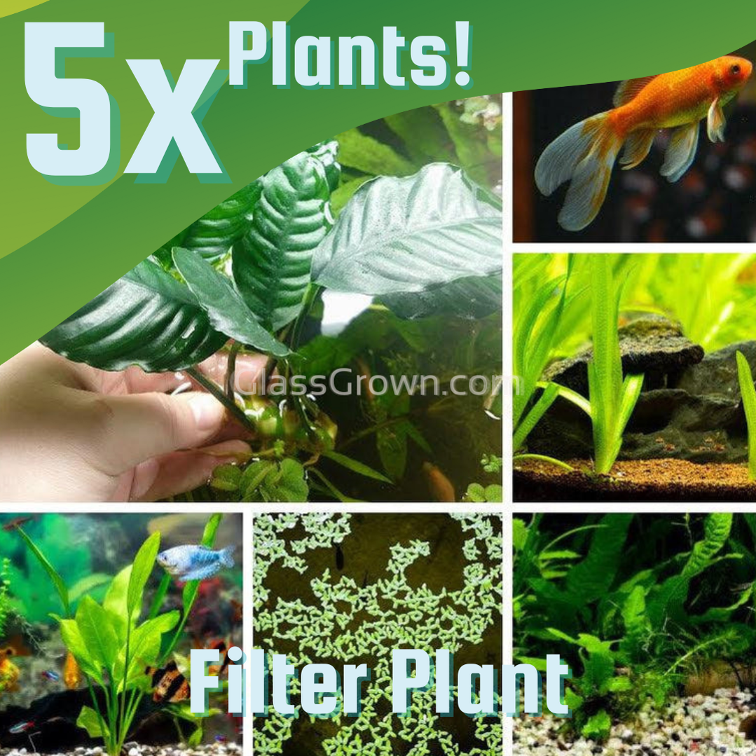 fish pot plants Goldfish Plant Bundle – Hardy Live Plants