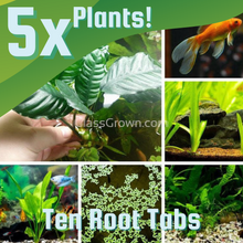 Load image into Gallery viewer, Goldfish Plant Bundle (5 plants)-Aquatic Plants-Glass Grown-Single Pack (5 Plants)-Root Tabs Only.-Glass Grown Aquatics-Aquarium live fish plants, decor
