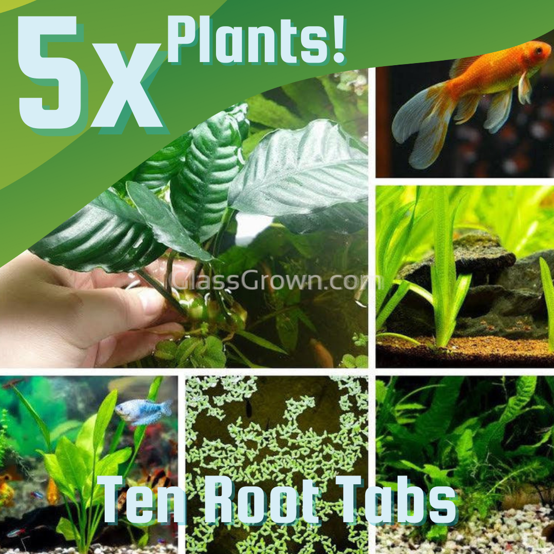 Aquarium plant bundle best sale