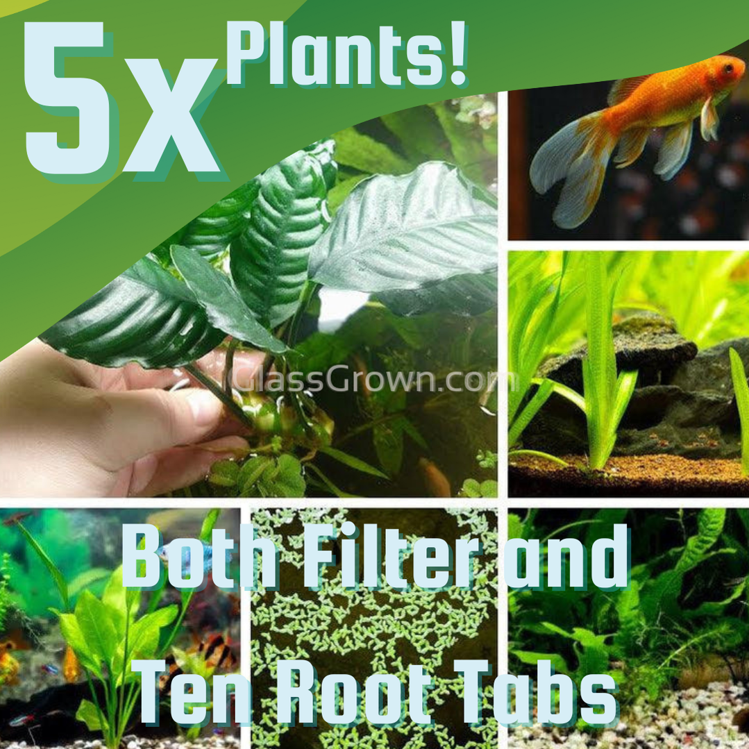 Goldfish Plant Bundle (5 plants) – Glass Grown Aquatics