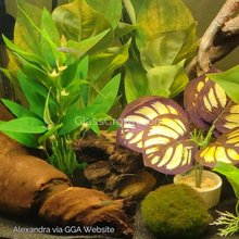 Load image into Gallery viewer, Green Cobra Endlers Trio Pack-Live Animals-Glass Grown-1x Trio (One male, two females)-Glass Grown Aquatics-Aquarium live fish plants, decor
