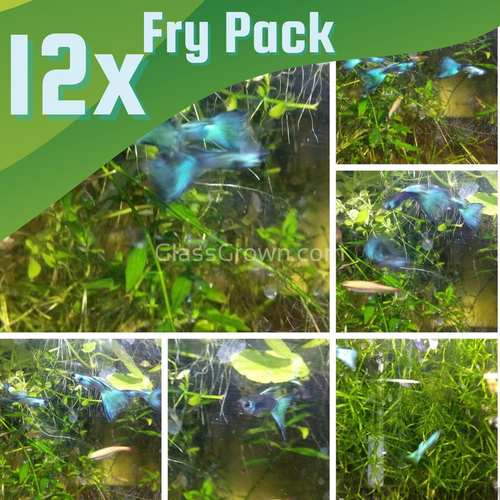 Green Moscow Guppy 12 Fry Pack-Live Animals-Glass Grown-Glass Grown Aquatics-Aquarium live fish plants, decor