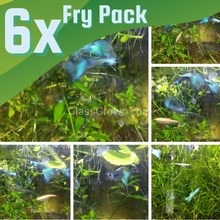 Load image into Gallery viewer, Green Moscow Guppy 6 Fry Pack-Live Animals-Glass Grown-Glass Grown Aquatics-Aquarium live fish plants, decor
