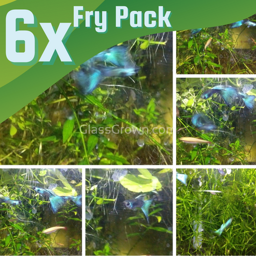 Green Moscow Guppy 6 Fry Pack-Live Animals-Glass Grown-Glass Grown Aquatics-Aquarium live fish plants, decor