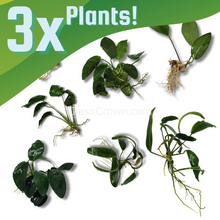 Load image into Gallery viewer, Grower&#39;s Choice Anubias (3 Plants)-Aquatic Plants-Glass Grown Aquatics-Glass Grown Aquatics-Aquarium live fish plants, decor
