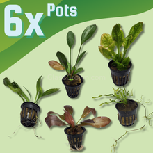 Load image into Gallery viewer, Grower’s Choice Sword Plant 3x Pack-Aquatic Plants-Glass Grown Aquatics-6x Pots-Glass Grown Aquatics-Aquarium live fish plants, decor
