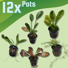 Load image into Gallery viewer, Grower’s Choice Sword Plant 3x Pack-Aquatic Plants-Glass Grown Aquatics-12x Pots-Glass Grown Aquatics-Aquarium live fish plants, decor
