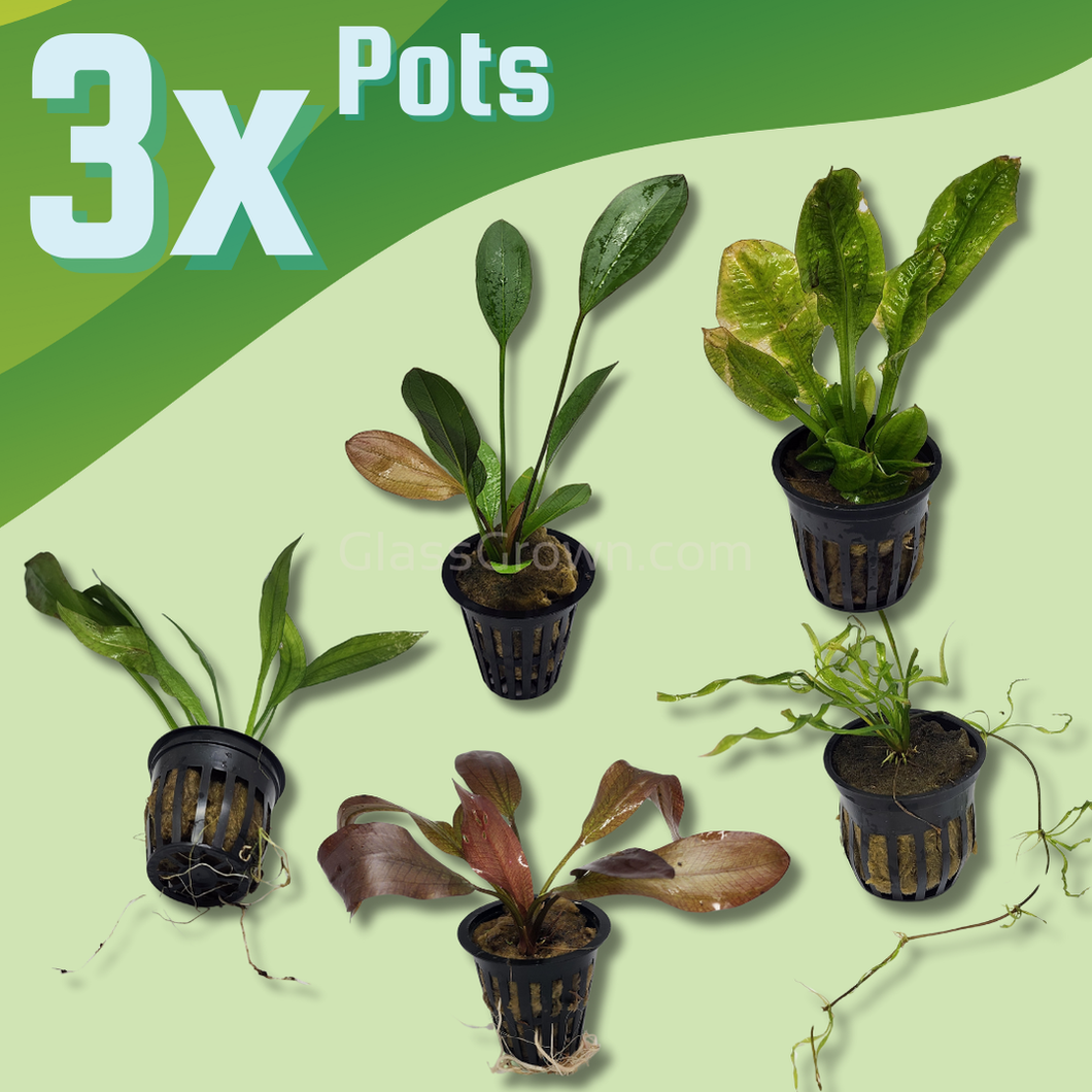 Grower’s Choice Sword Plant 3x Pack-Aquatic Plants-Glass Grown Aquatics-3x Pots-Glass Grown Aquatics-Aquarium live fish plants, decor