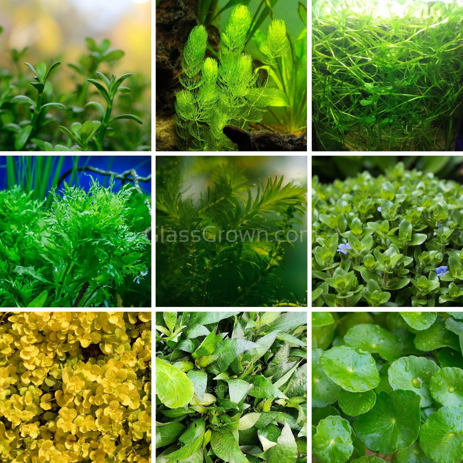 Grower's Choice Low Light Plants – 6 Live Stem Bunches – Glass Grown  Aquatics
