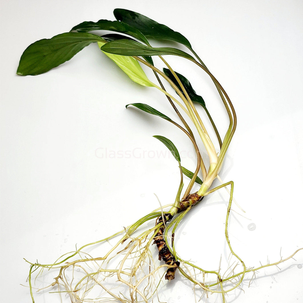 Homalomena Sekadau South Bare-root-Aquatic Plants-Glass Grown Aquatics-Glass Grown Aquatics-Aquarium live fish plants, decor