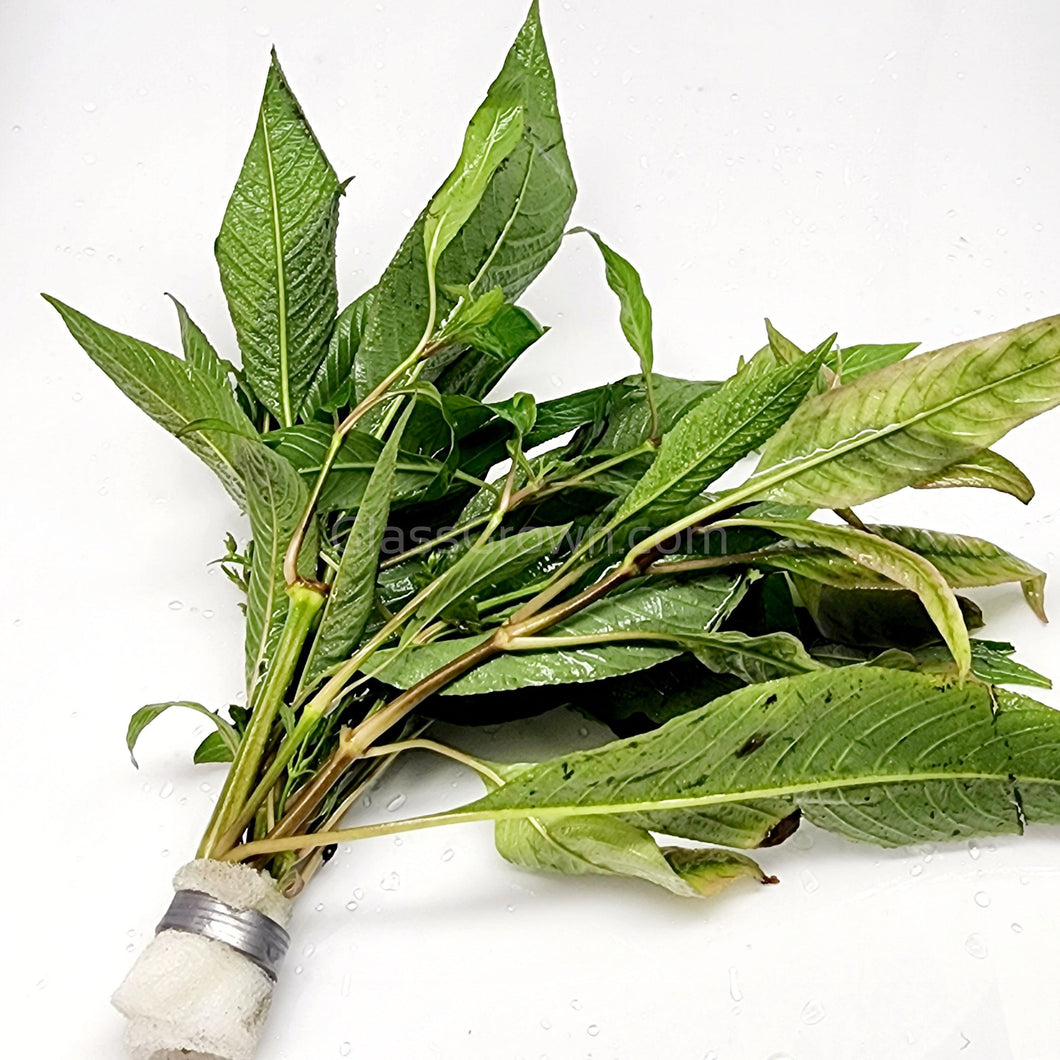 Bunch Temple Plant (Hygrophila Corymbosa)-Aquatic Plants-Glass Grown-Glass Grown Aquatics-Aquarium live fish plants, decor