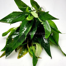 Load image into Gallery viewer, Bunch Temple Plant (Hygrophila Corymbosa)-Aquatic Plants-Glass Grown-Glass Grown Aquatics-Aquarium live fish plants, decor
