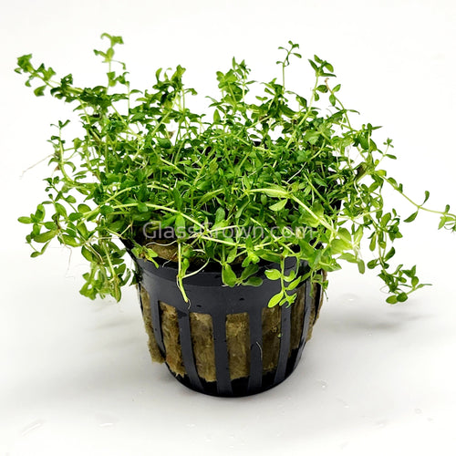 Potted Pearlweed-Aquatic Plants-Glass Grown-Glass Grown Aquatics-Aquarium live fish plants, decor