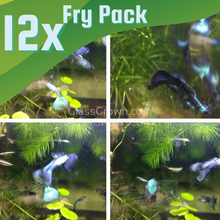 Load image into Gallery viewer, Hawaiian Blue Moscow Guppy 12 Fry Pack-Live Animals-Glass Grown-Glass Grown Aquatics-Aquarium live fish plants, decor
