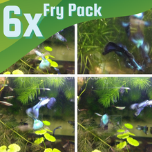 Load image into Gallery viewer, Hawaiian Blue Moscow Guppy 6 Fry Pack-Live Animals-Glass Grown-Glass Grown Aquatics-Aquarium live fish plants, decor
