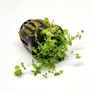Potted Baby Tears-Aquatic Plants-Glass Grown-Glass Grown Aquatics-Aquarium live fish plants, decor