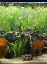 Load image into Gallery viewer, Homalomena Sekadau South Bare-root-Aquatic Plants-Glass Grown Aquatics-Glass Grown Aquatics-Aquarium live fish plants, decor
