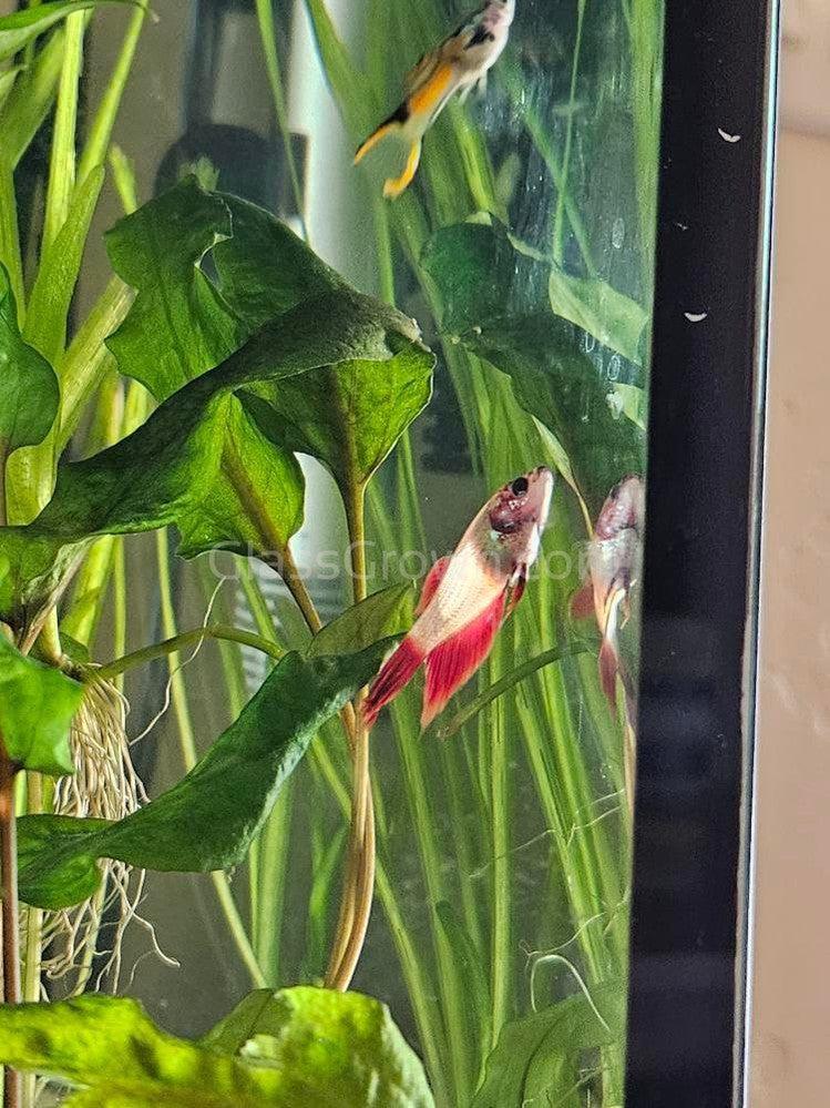 Female Bettas Betta Fish And Goldfish In Same Tank Fish Together