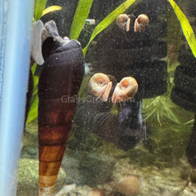 Load image into Gallery viewer, Black (Mahogany) Trumpet Snails 3 Pack-Live Animals-Glass Grown-Pack of 3 Snails-Glass Grown Aquatics-Aquarium live fish plants, decor
