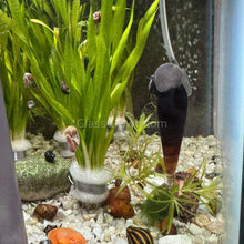 Load image into Gallery viewer, Black (Mahogany) Trumpet Snails 3 Pack-Live Animals-Glass Grown-Pack of 3 Snails-Glass Grown Aquatics-Aquarium live fish plants, decor
