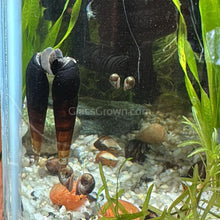 Load image into Gallery viewer, Black (Mahogany) Trumpet Snails 3 Pack-Live Animals-Glass Grown-Pack of 3 Snails-Glass Grown Aquatics-Aquarium live fish plants, decor
