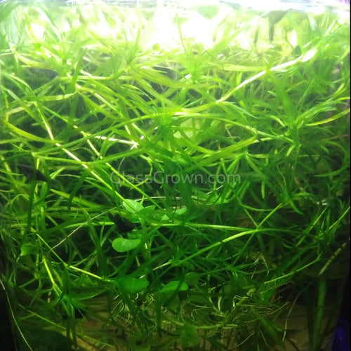 1 CENT SAMPLE Najas Guppy Grass Stem-Aquatic Plants-Glass Grown-Glass Grown Aquatics-Aquarium live fish plants, decor