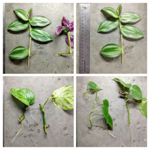 Load image into Gallery viewer, 1 CENT SAMPLE Mystery Filter Plant Stem-Potted Houseplants-Glass Grown Aquatics-Glass Grown Aquatics-Aquarium live fish plants, decor
