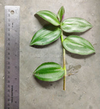 Load image into Gallery viewer, 1 CENT SAMPLE Mystery Filter Plant Stem-Potted Houseplants-Glass Grown Aquatics-Glass Grown Aquatics-Aquarium live fish plants, decor
