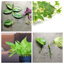 Load image into Gallery viewer, 1 CENT SAMPLE Mystery Filter Plant Stem-Potted Houseplants-Glass Grown Aquatics-Glass Grown Aquatics-Aquarium live fish plants, decor
