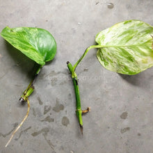 Load image into Gallery viewer, 1 CENT SAMPLE Mystery Filter Plant Stem-Potted Houseplants-Glass Grown Aquatics-Glass Grown Aquatics-Aquarium live fish plants, decor
