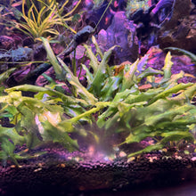 Load image into Gallery viewer, Cryptocoryne Wendtii &quot;Green&quot;-Aquatic Plants-Glass Grown-Glass Grown Aquatics-Aquarium live fish plants, decor
