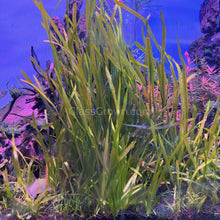 Load image into Gallery viewer, True Sagittaria Subulata 10 Rosettes/Nodes-Aquatic Plants-Glass Grown-10x Plants-Glass Grown Aquatics-Aquarium live fish plants, decor
