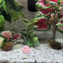 Load image into Gallery viewer, Java on a Lava! Java Moss on a Lava Rock-Aquatic Plants-Glass Grown-One Rock-Glass Grown Aquatics-Aquarium live fish plants, decor
