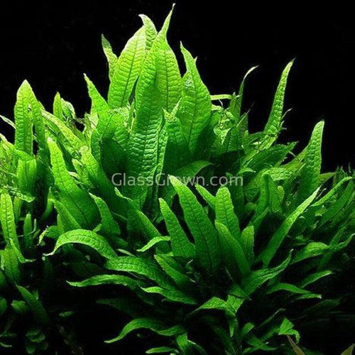 Potted Java Fern-Aquatic Plants-Glass Grown-Glass Grown Aquatics-Aquarium live fish plants, decor