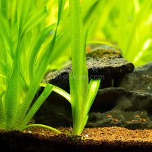 Load image into Gallery viewer, Jungle Vallisneria 3 Pack-Aquatic Plants-Glass Grown-Glass Grown Aquatics-Aquarium live fish plants, decor
