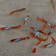 Load image into Gallery viewer, Male Koi Guppies-Live Animals-Glass Grown-Single Male-Glass Grown Aquatics-Aquarium live fish plants, decor
