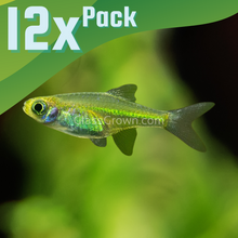 Load image into Gallery viewer, Kubotai Rasboras 6 Pack-Live Animals-Glass Grown-School of 12-Glass Grown Aquatics-Aquarium live fish plants, decor
