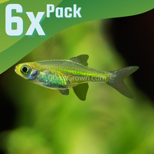 Load image into Gallery viewer, Kubotai Rasboras 6 Pack-Live Animals-Glass Grown-School of 6-Glass Grown Aquatics-Aquarium live fish plants, decor
