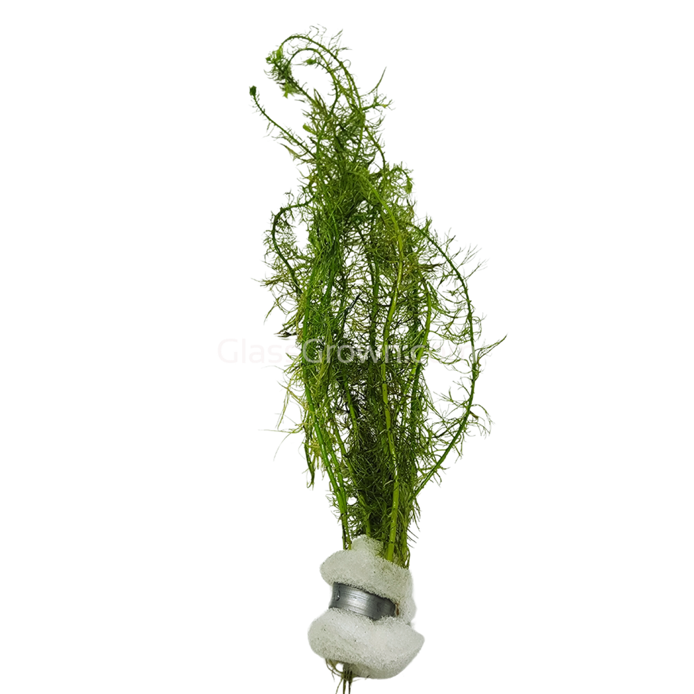 Bunch Green Myrio-Aquatic Plants-Glass Grown-Glass Grown Aquatics-Aquarium live fish plants, decor