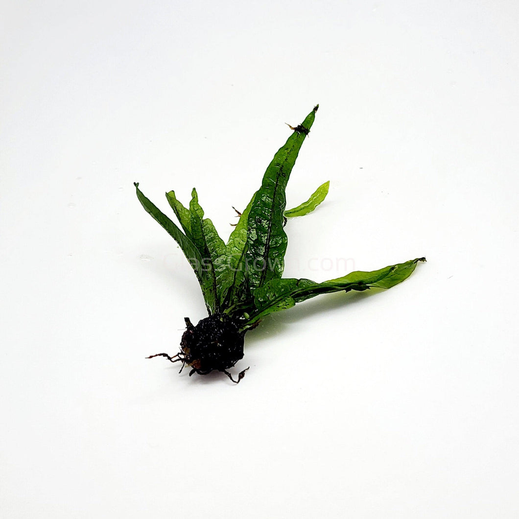 1 CENT SAMPLE Java Fern Sample-Aquatic Plants-Glass Grown-Glass Grown Aquatics-Aquarium live fish plants, decor