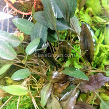 Load image into Gallery viewer, 1 CENT SAMPLE Mystery Cryptocoryne-Aquatic Plants-Glass Grown-Glass Grown Aquatics-Aquarium live fish plants, decor
