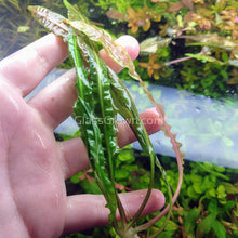 Load image into Gallery viewer, 1 CENT SAMPLE Mystery Cryptocoryne-Aquatic Plants-Glass Grown-Glass Grown Aquatics-Aquarium live fish plants, decor
