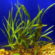 Load image into Gallery viewer, 1 CENT SAMPLE Mystery Cryptocoryne-Aquatic Plants-Glass Grown-Glass Grown Aquatics-Aquarium live fish plants, decor
