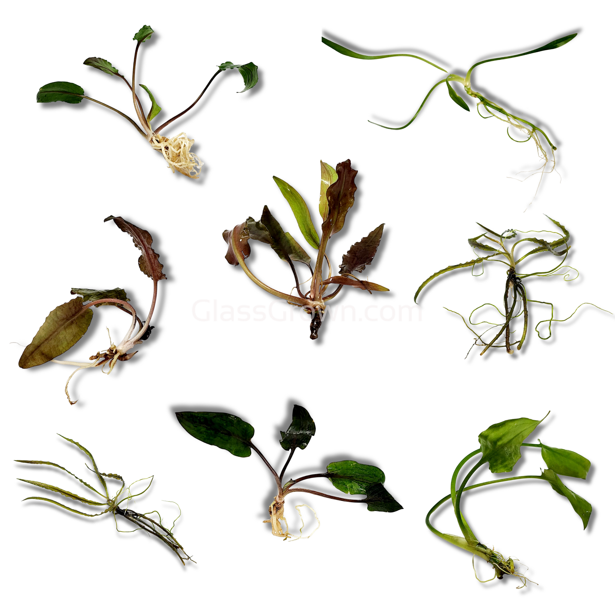 Cryptocoryne Silver Queen特選【R0620-01S】 Cryptocoryne Silver