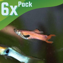 Load image into Gallery viewer, Mystery Endlers 6 Pack-Live Animals-Glass Grown-School of 6-Glass Grown Aquatics-Aquarium live fish plants, decor

