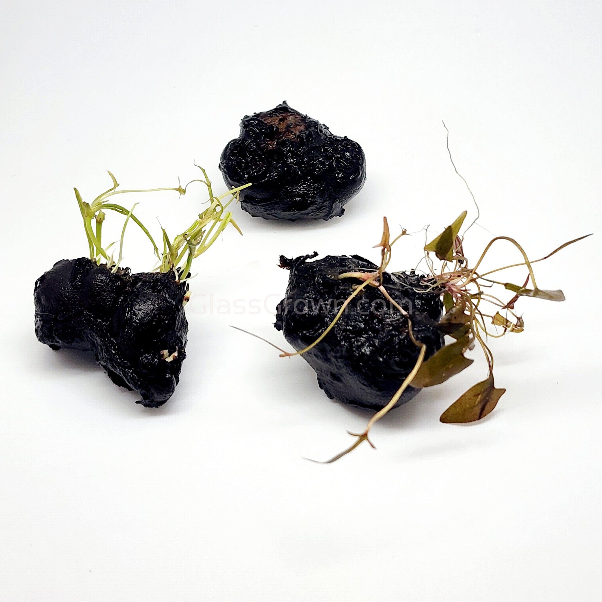 dwarf asiatic lily bulbs Dwarf Aquarium Lily Bulb – Glass Grown Aquatics