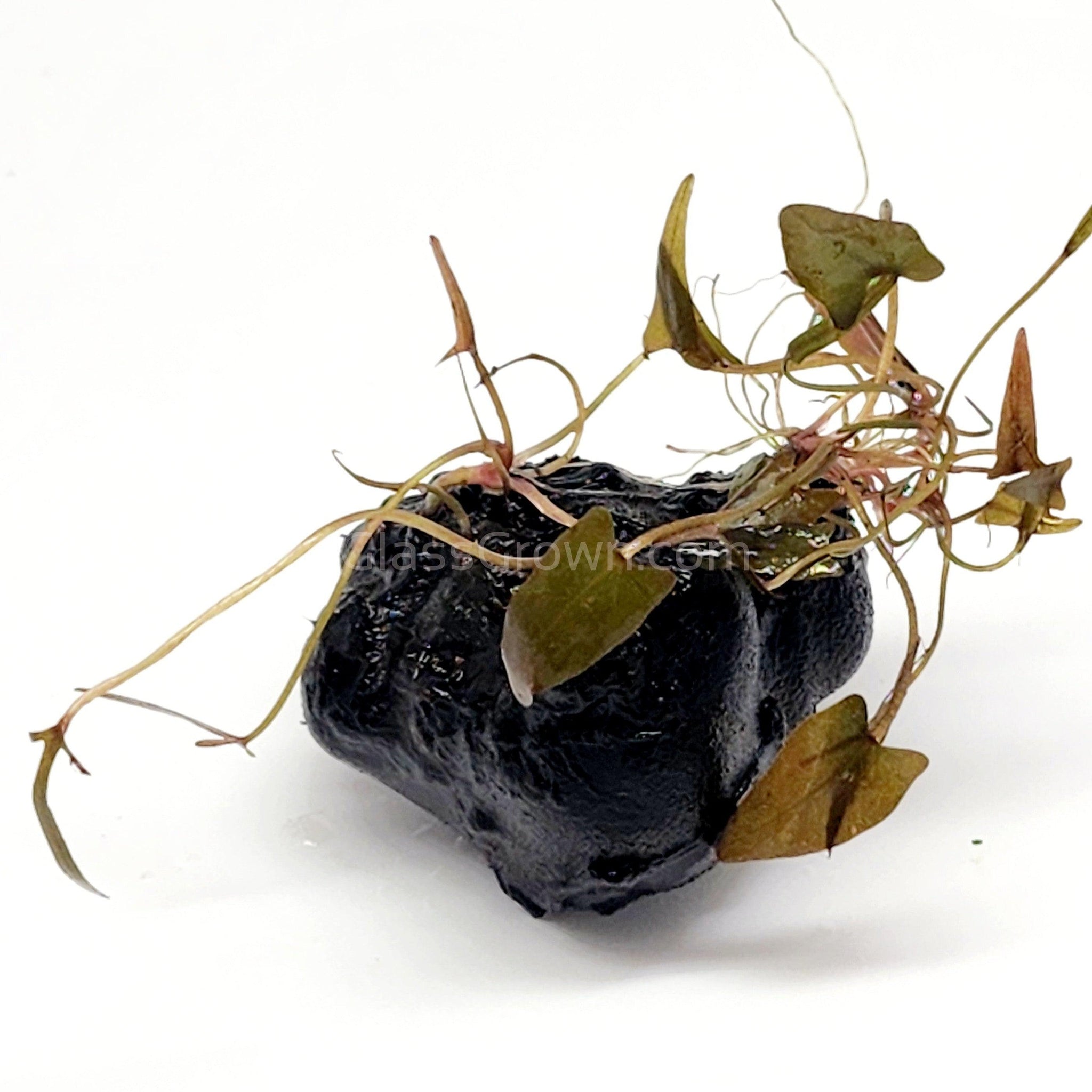 Dwarf Aquarium Lily Bulb – Glass Grown Aquatics