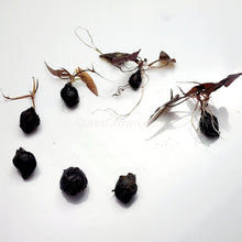 Load image into Gallery viewer, 1 CENT SAMPLE Mystery Bulb-Aquatic Plants-Glass Grown-Glass Grown Aquatics-Aquarium live fish plants, decor
